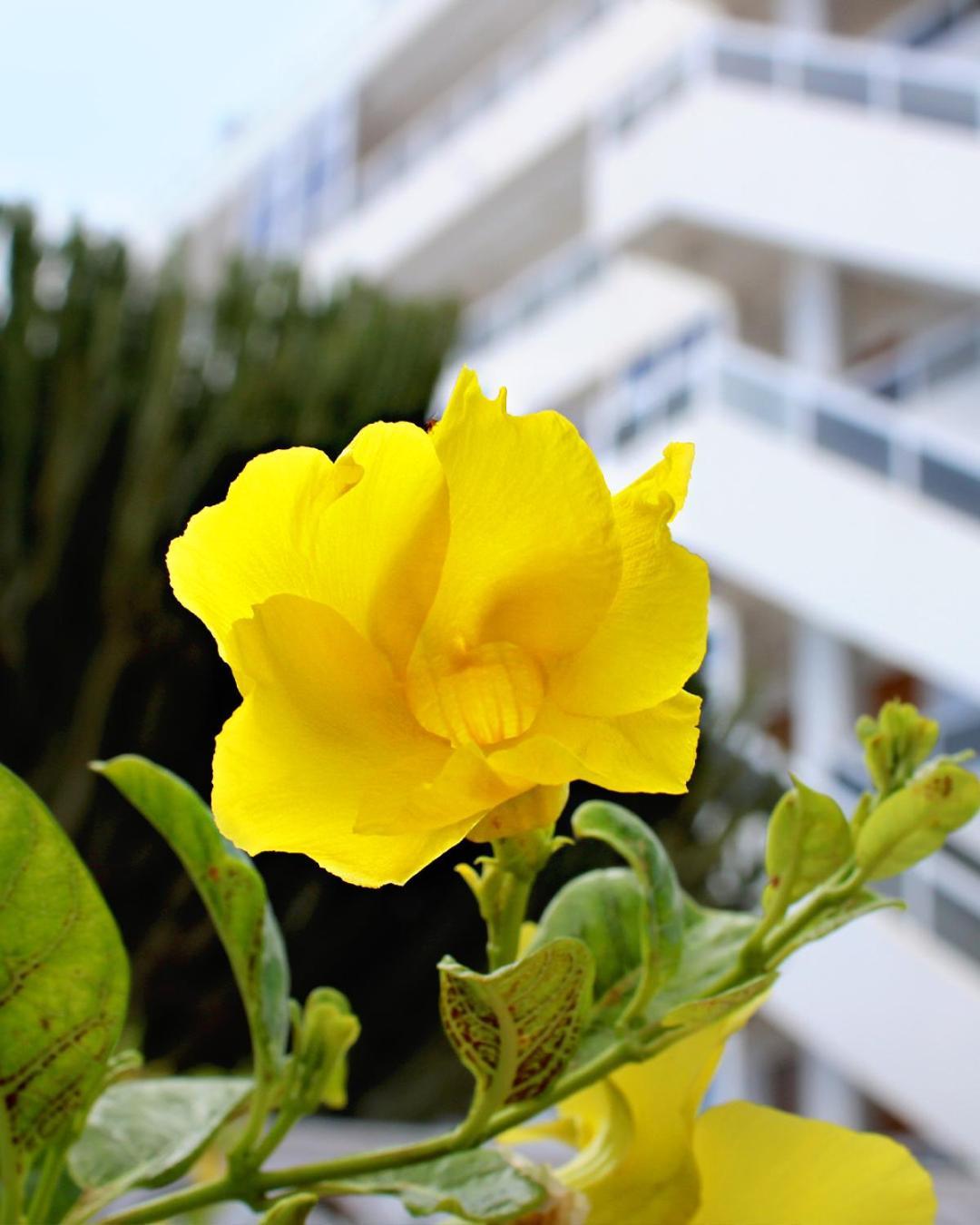 Apartamentos Calma Плайя-дель-Инглес Экстерьер фото
